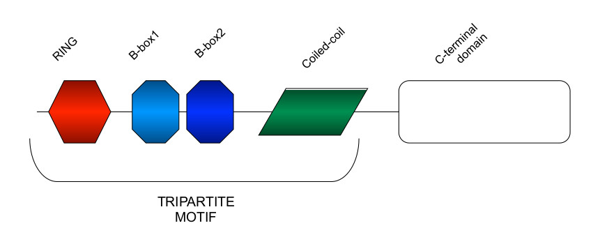 trim scheme